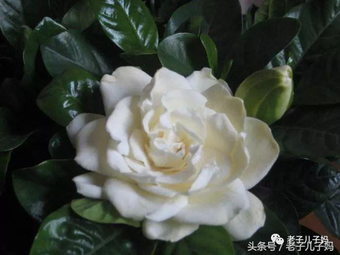 祭奠母亲三周年诗句,祭奠母亲去世三周年不在家短信