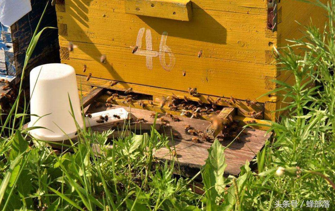 蜜蜂养殖需要几个蜂箱,蜜蜂养殖技术怎样移箱