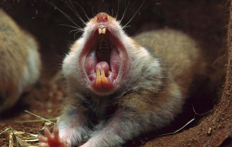 仓鼠的磨牙用什么最好,仓鼠磨牙的正确方法