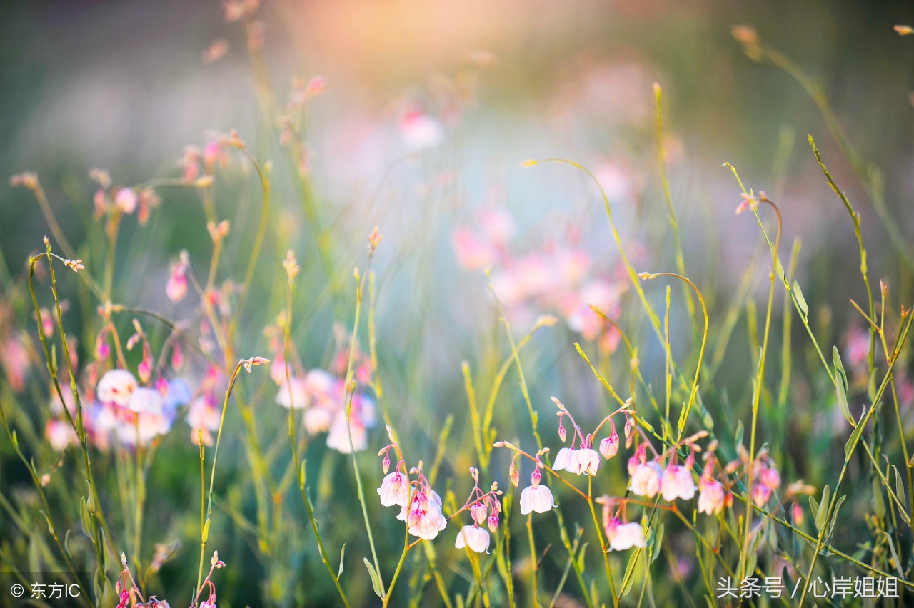 心慌胸闷气短就找它来缓解,一招解决心慌胸闷出虚汗