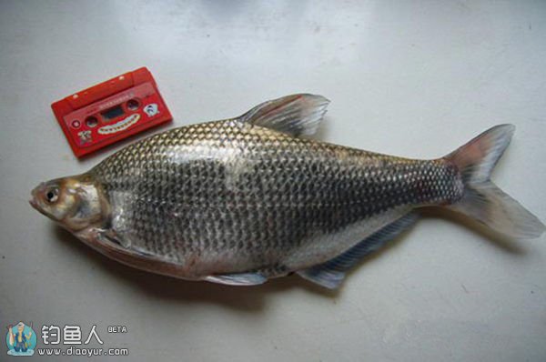 比较常见的几种淡水鱼区别,常见的淡水鱼介绍