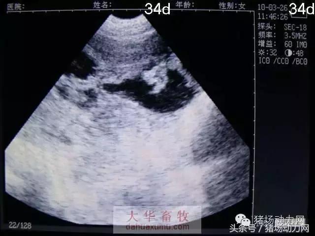 母猪b超图像如何看,怀孕100天的母猪b超影像