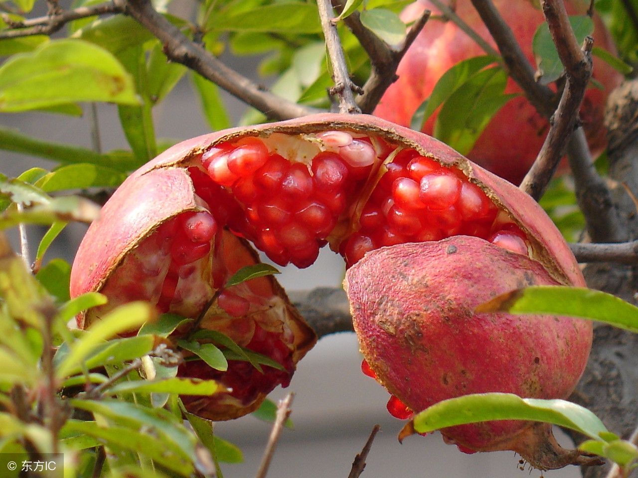 石榴树容易裂么,石榴树容易得什么病