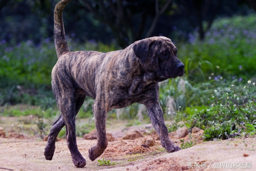 单挑最强犬种,猛犬咆哮比特犬斗藏獒