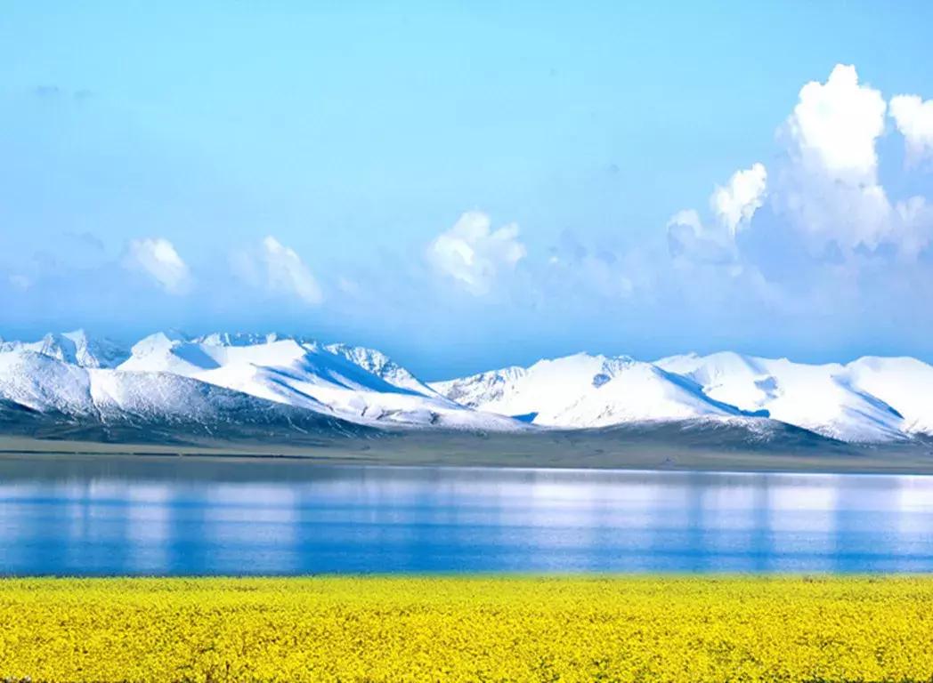 青海湖八月花海,七八月的青海湖油菜花