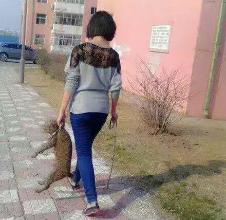 对付不牵绳的狗最好的办法,对付一条狗还用得着拔剑吗