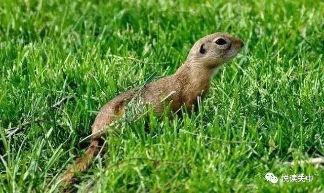 小时候的黄鼠,小时候用水灌黄鼠