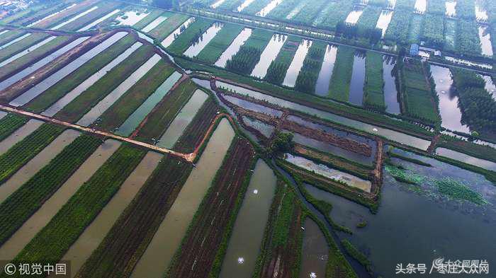 滕州微山湖红荷湿地摄影攻略,滕州微山湖湿地红荷宣传片