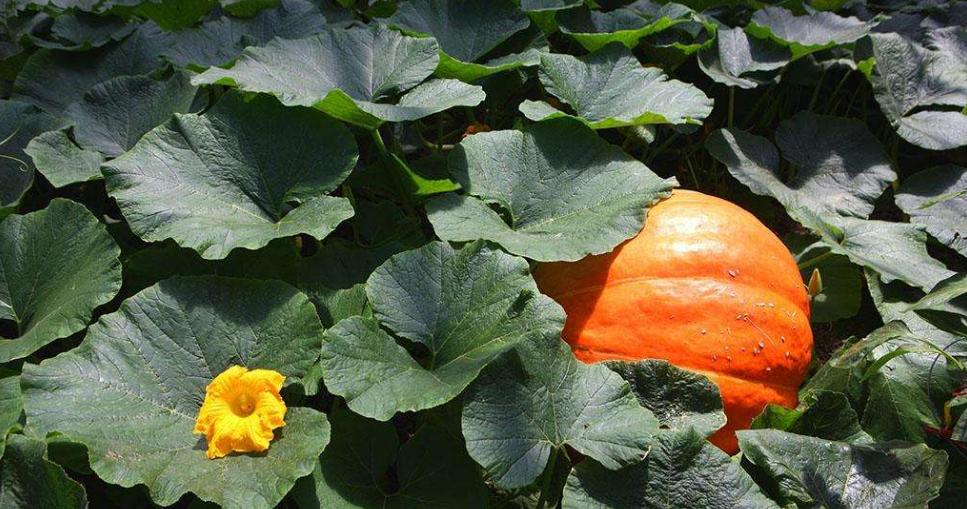 板栗南瓜长不大就掉了,南瓜结的小瓜长不大就掉怎么回事