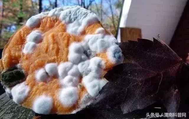 吃了发霉的东西对肾有影响吗,发霉的食物致癌