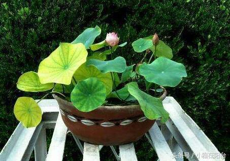 碗莲只长叶不开花，用一个妙招，花苞蹭蹭冒，开了一朵又一朵