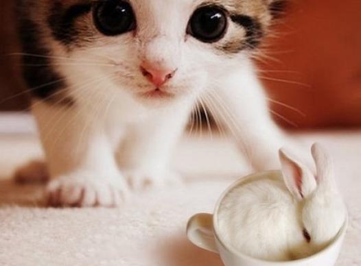 家里的猫快生了怎么处理,家里猫老难产什么原因