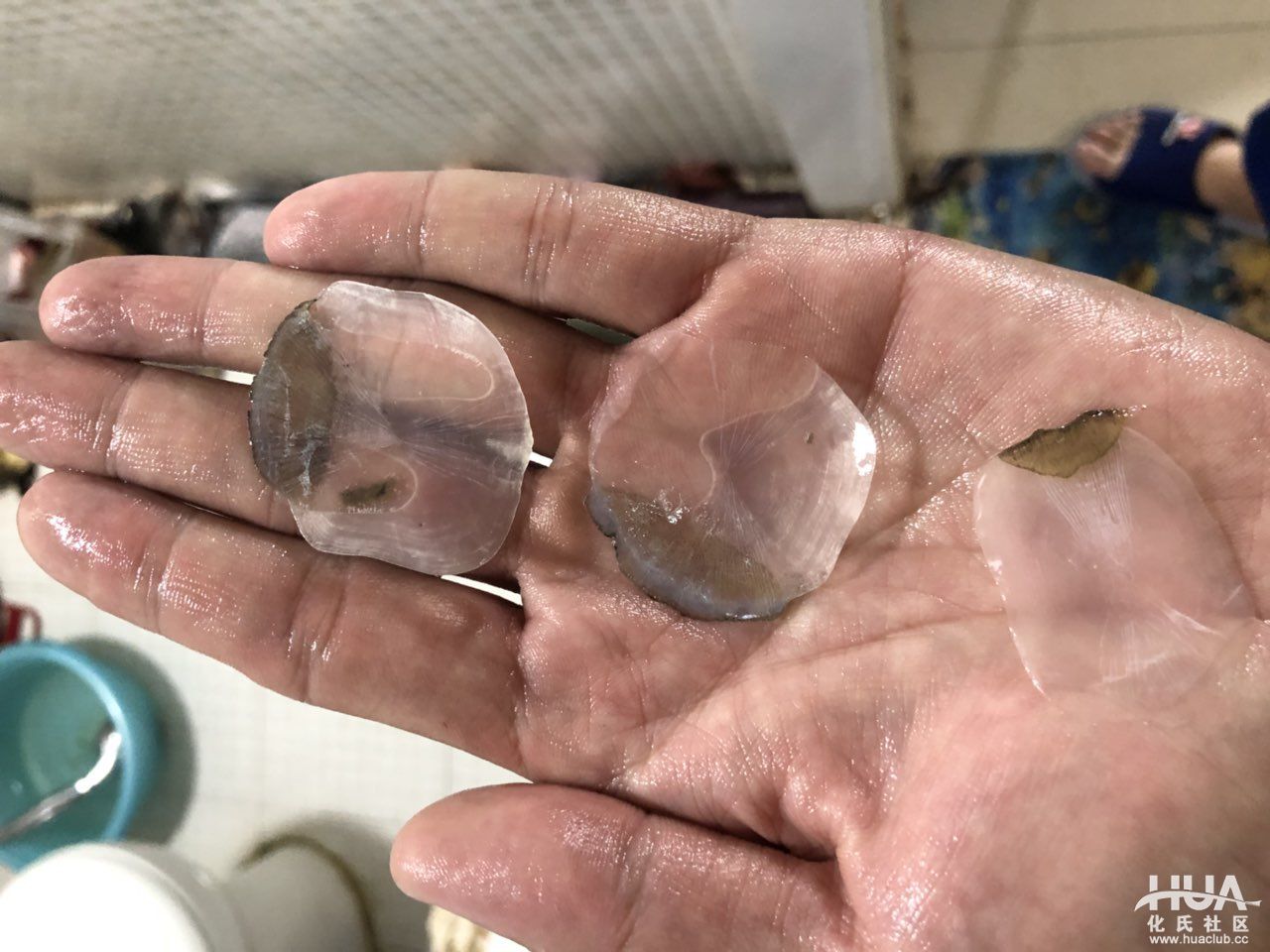 人打窝了,手机也掉水里了,终于把这大家伙弄上来了!