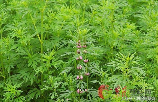 农村的益母草是咋样的,农村采摘的益母草喝有啥好处