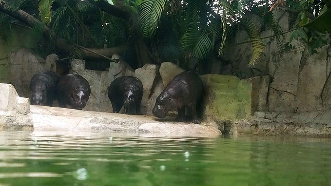 长隆广州野生动物园带娃游玩攻略,一大一小亲子游长隆野生动物园