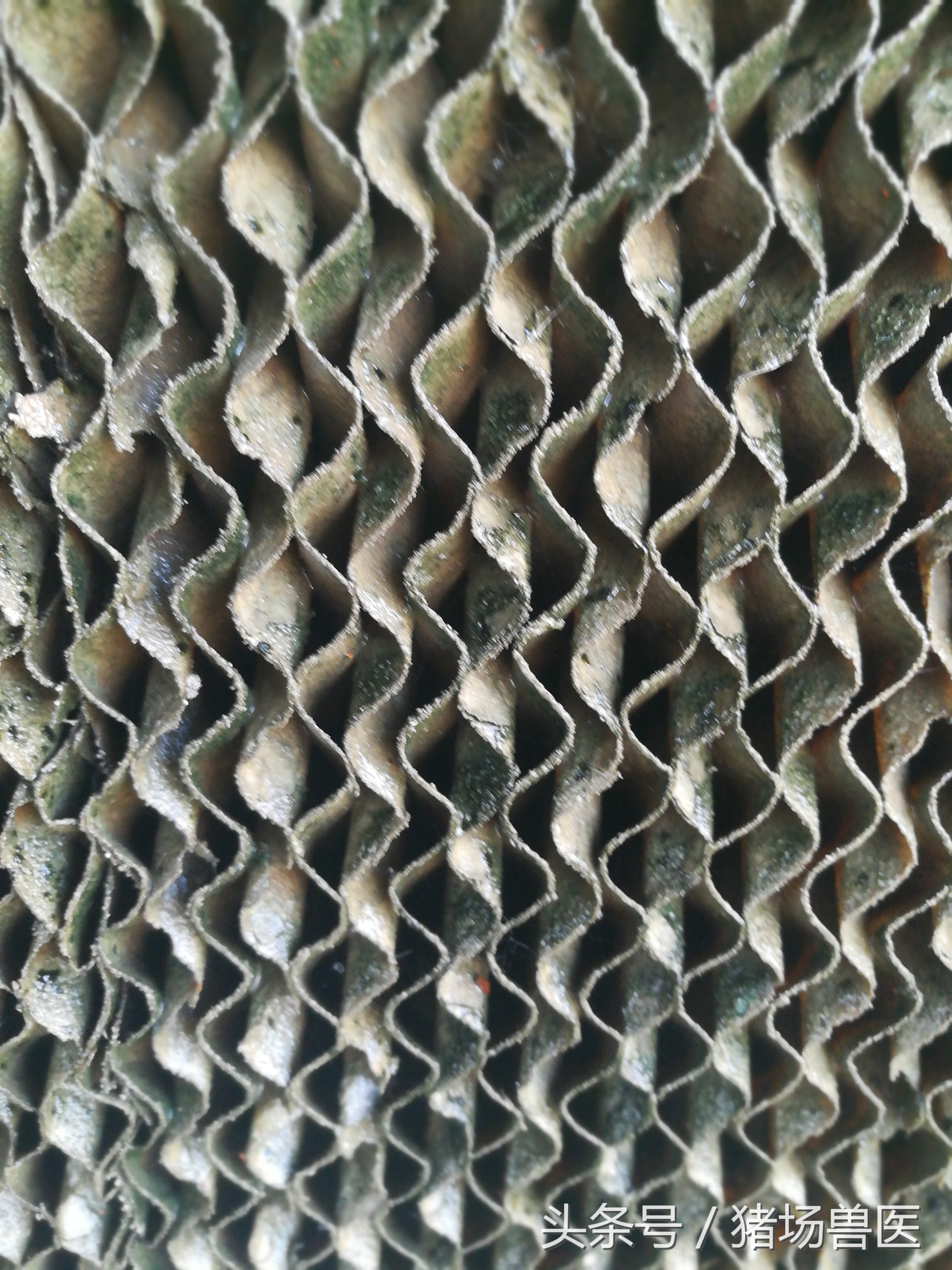 夏季保育猪咳喘,冬季保育猪咳嗽