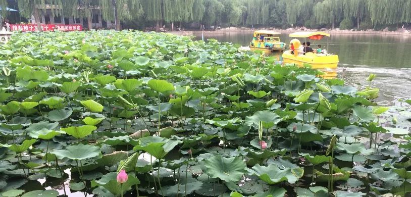 北京哪些公园对18岁以下免费,北京值得去的免费公园排名