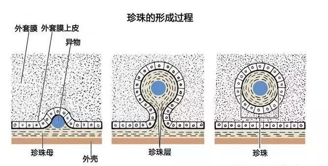 珍珠知识新手入门教学,小火说免费阅读