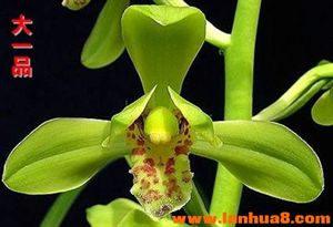 这些美丽的兰花你见过几种,四种兰花哪个珍贵些好看