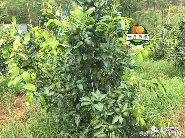 沃柑真假,真假沃柑