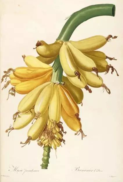 如何领略葡萄酒的魅力,如何品尝葡萄酒的果香