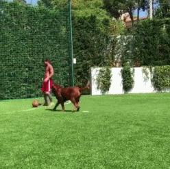 猫姐足球赛预测,猫姐竞彩推荐分析