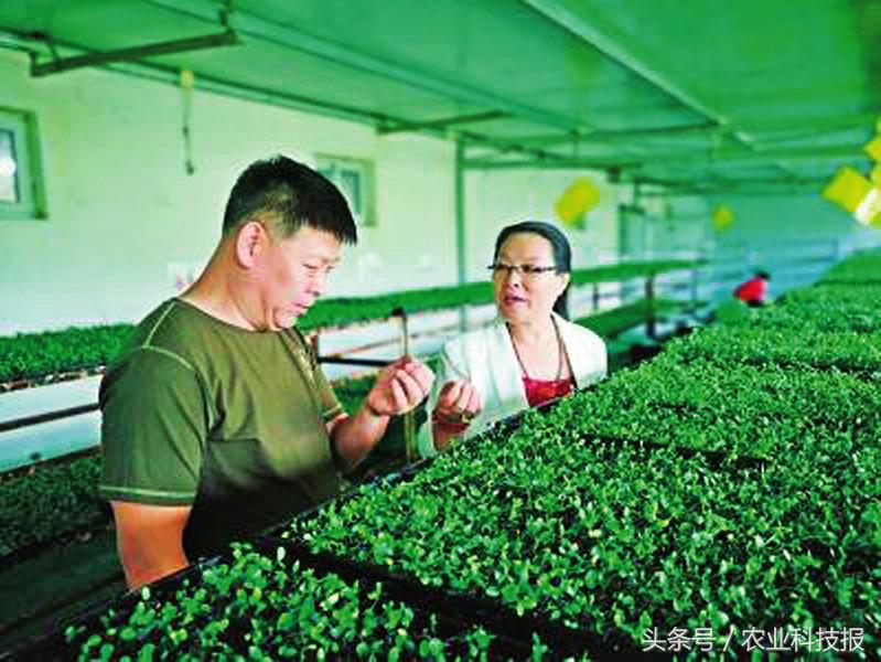 纸上种菜效益也可观,纸上种菜成本大