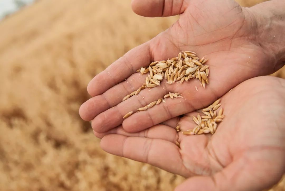 澳洲即食燕麦片营养早餐,奇亚籽谷物即食燕麦片的吃法