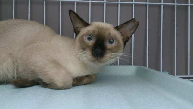 猫癣反反复复好不了怎么办,如何确定猫癣痊愈了