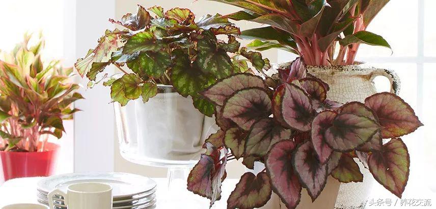 适合办公室桌上的盆栽植物图片,适合办公室桌面容易养的植物