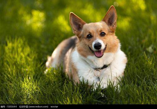 手把手教你如何训练宠物狗,教你如何正确的训练宠物狗