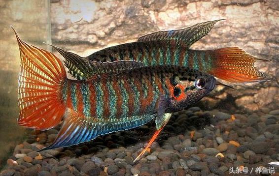 家里面养哪种观赏鱼最好,家里养哪种观赏鱼比较好