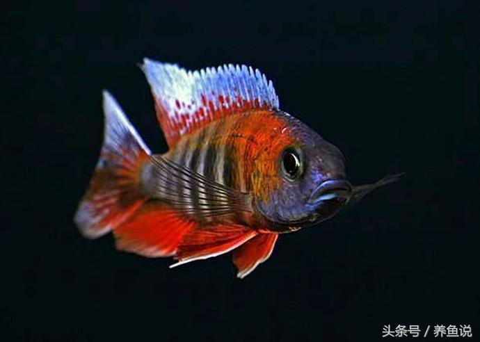 南方养什么观赏鱼不吃水草,南方适合养什么观赏鱼