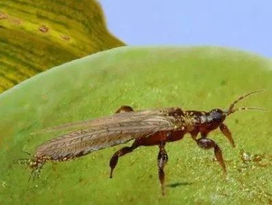 农作物害虫大全及防治,蔬菜害虫图片大全集