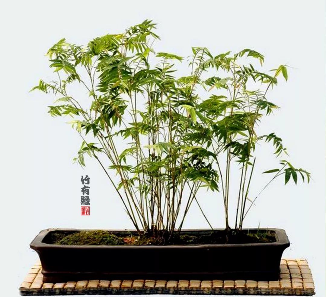 凤尾竹植物养护,凤尾竹米竹怎么养