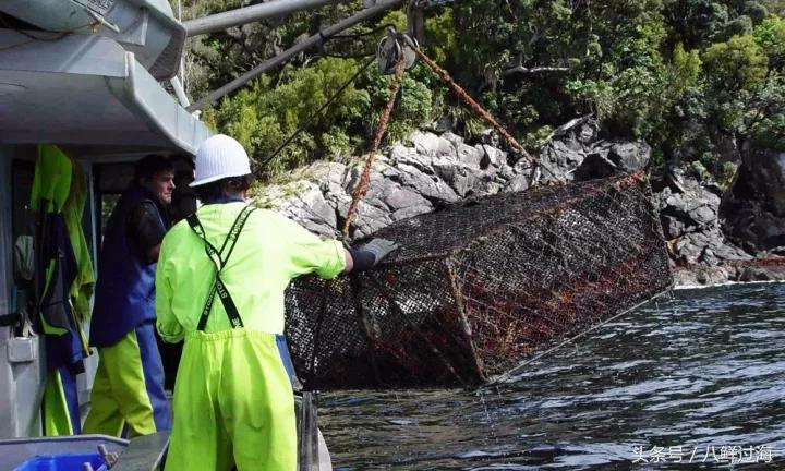 新西兰红色岩龙虾,新西兰岩龙虾介绍