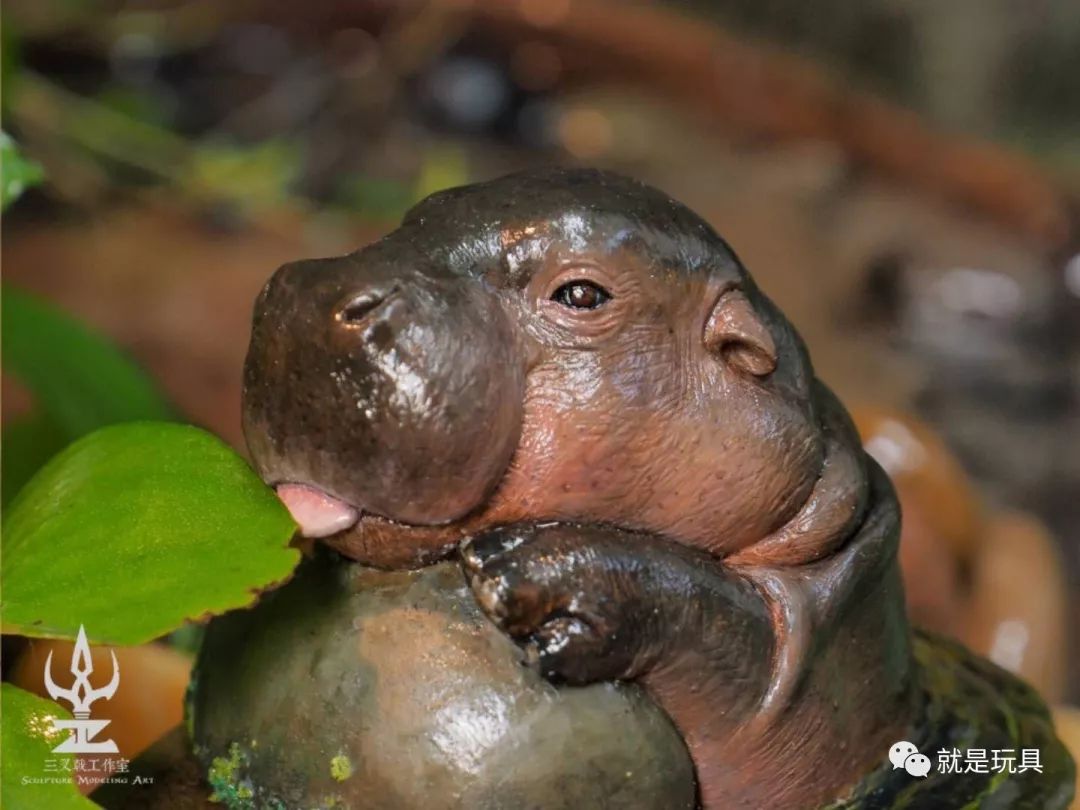 这只网红河马比你家喵星人都可爱!