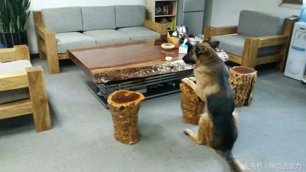 德国牧羊犬黑背狼青啥区别,黑背和德国牧羊犬有什么区别