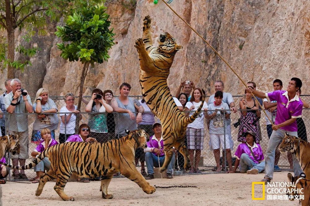 国家地理的真相,国家地理讲虎的纪录片