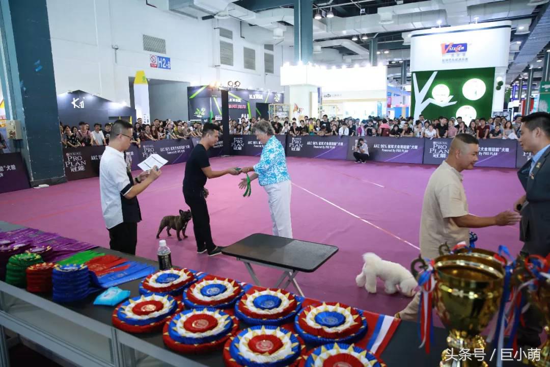 2024中国最大的宠物展,国际宠物展亚洲宠物展