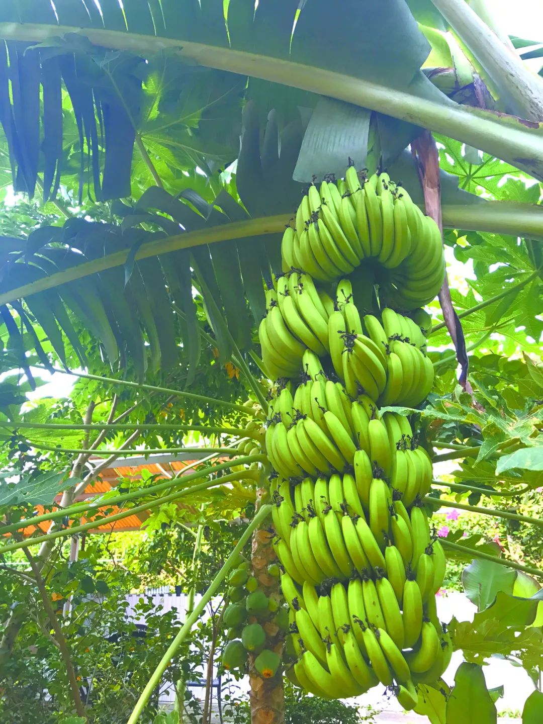 中国最美丽的地方北海涠洲岛,带你畅游北海美丽的涠洲岛