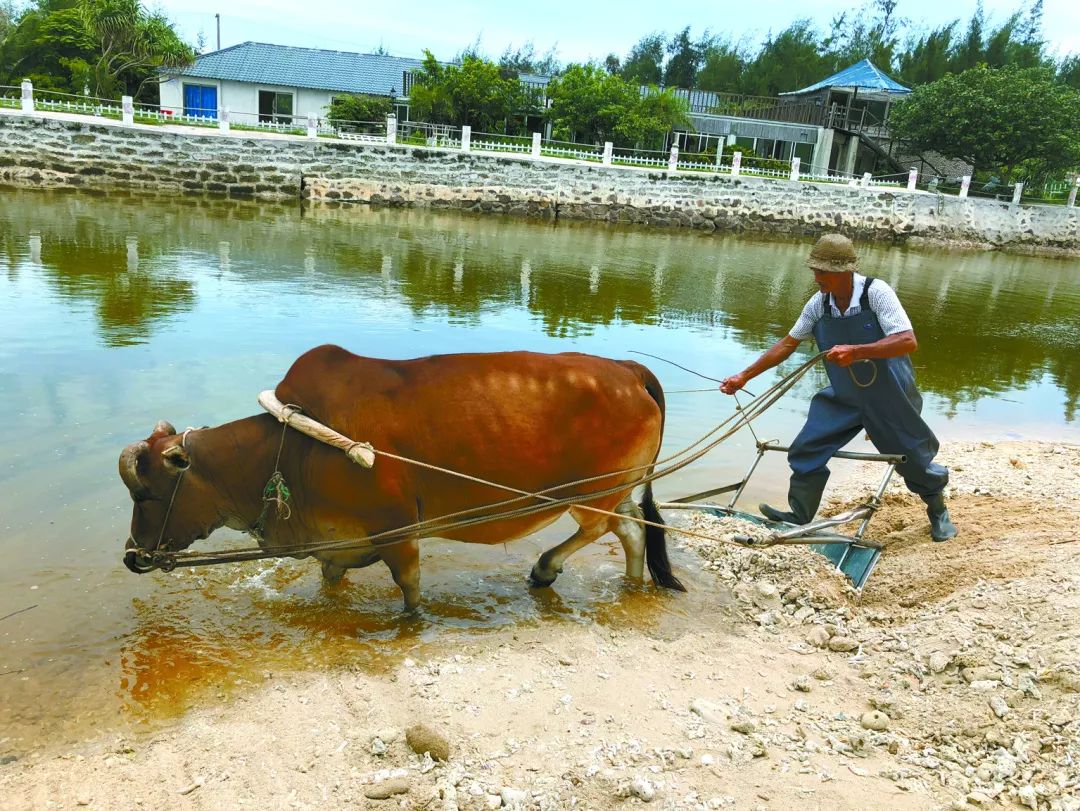 中国最美丽的地方北海涠洲岛,带你畅游北海美丽的涠洲岛