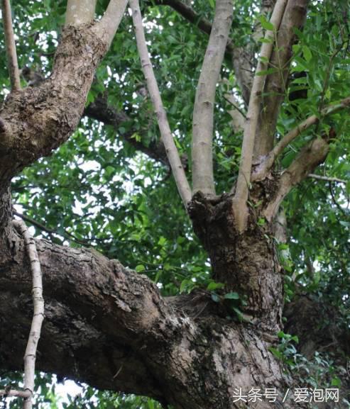 广西最大的红树林湿地,广西最大红树林湿地