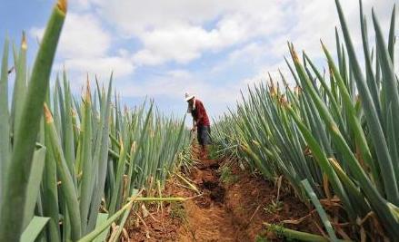 大葱灰霉病症状,大葱干尖黄叶是灰霉病么