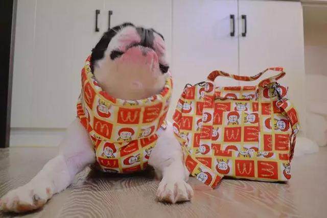 铲屎官给狗狗穿衣服,铲屎官给狗狗穿秋裤