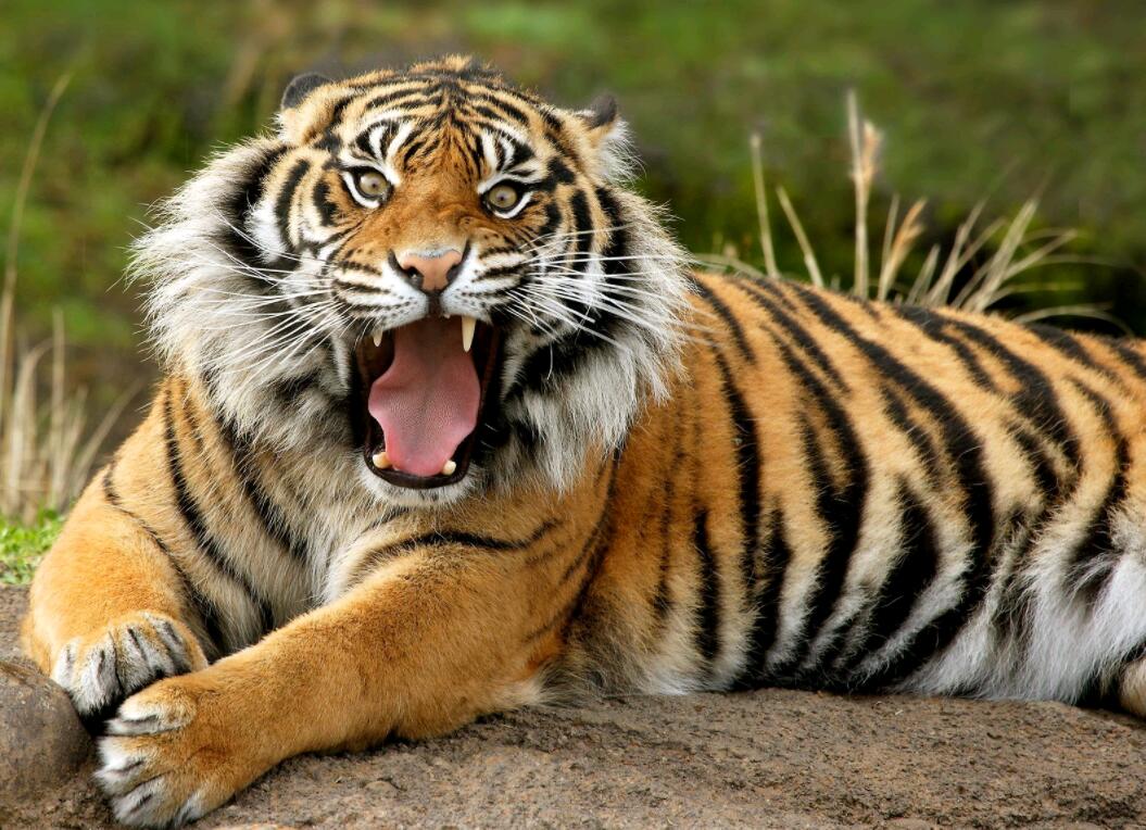 赤兔马怎么得名的,赤兔马为什么以兔子命名