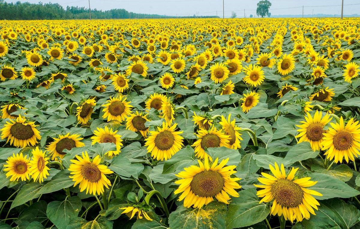 娌硅懙钁佃姳绫芥补,钁佃姳绫芥补鏄补钁靛仛鍑烘潵鐨勫悧