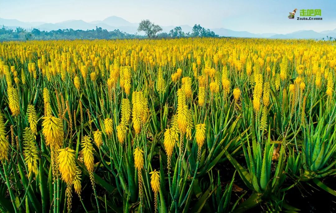 你不知道的台山故事，由旅游局局长亲述，带你看看不一样的台山