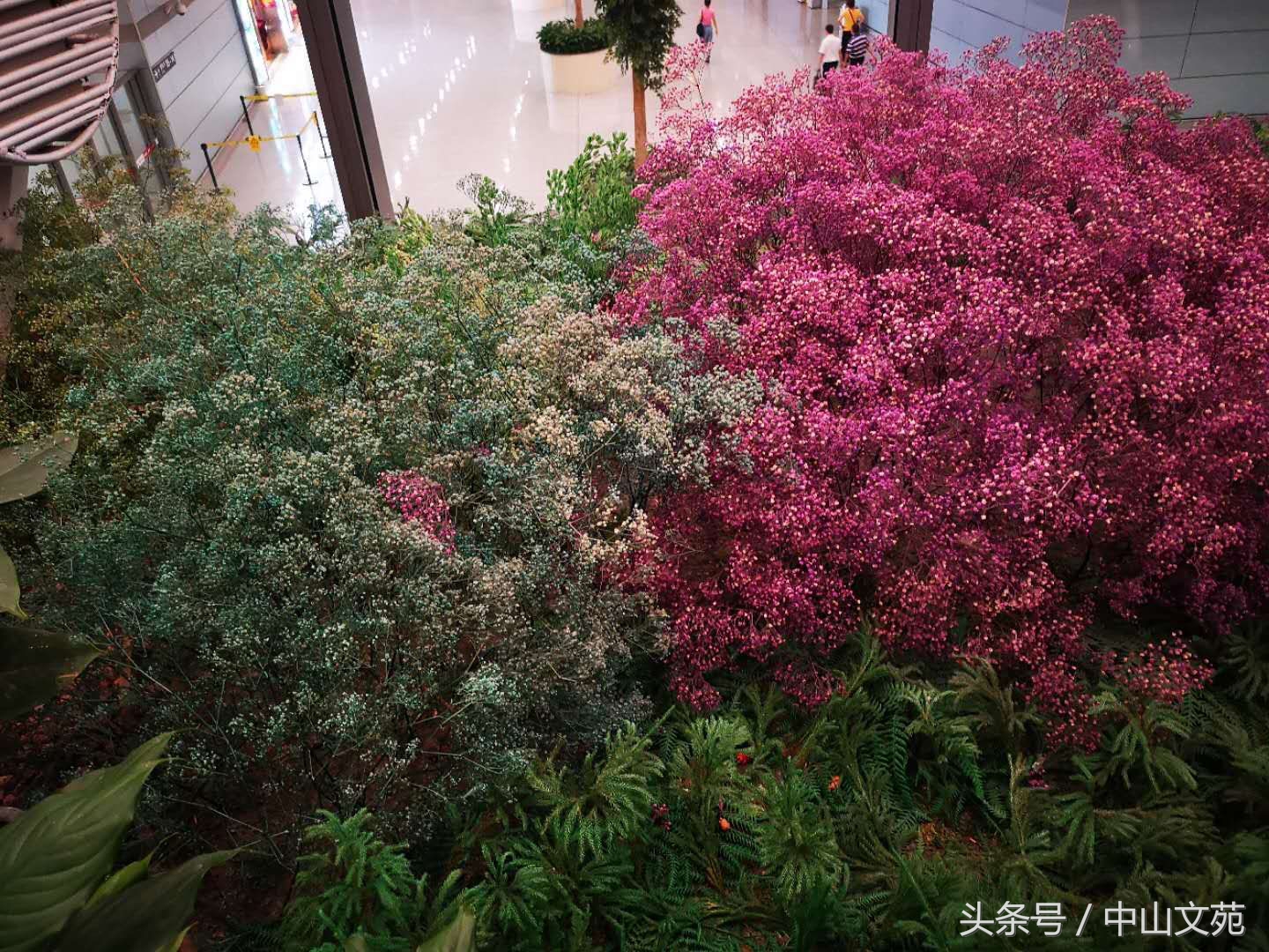 陳葶｜彩云之上·云南印象（组诗）