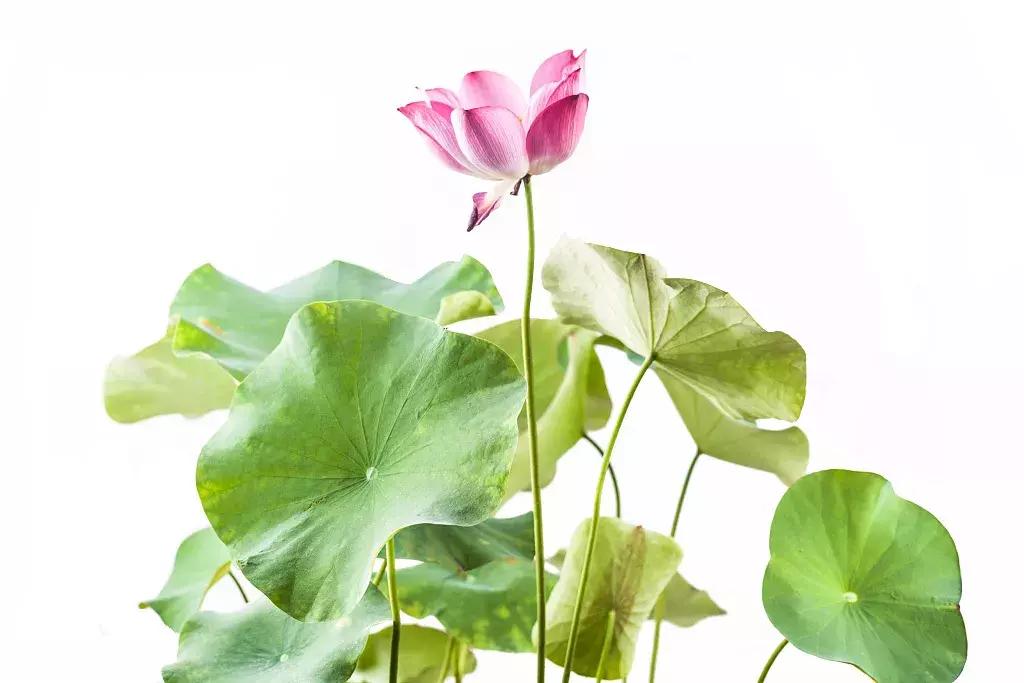 何湛兮:荷花的别名与诗词